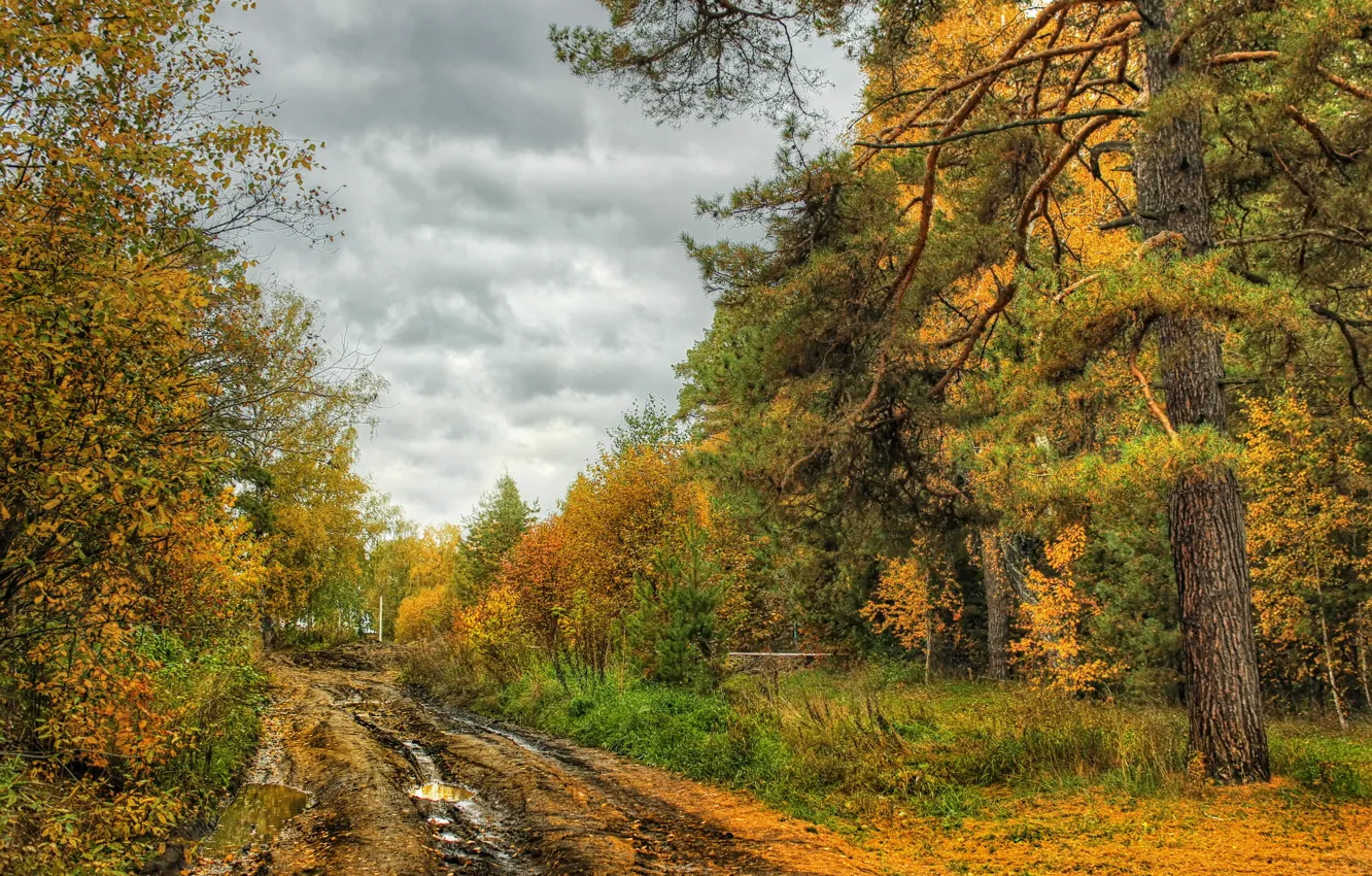 Photo wallpaper road, autumn, trees, nature, photo