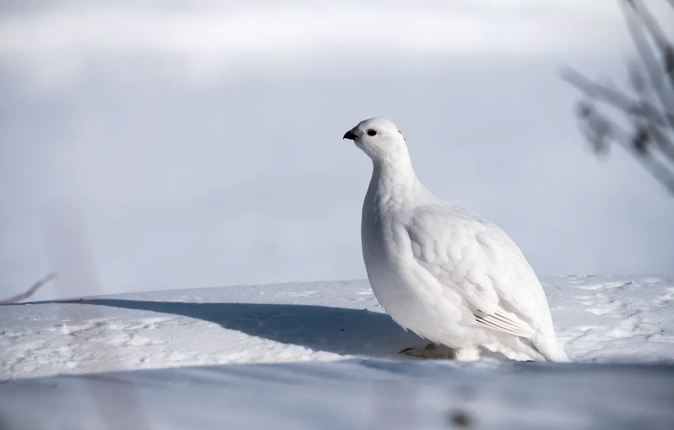 Photo wallpaper winter, white, snow, background, bird, shadow, partridge