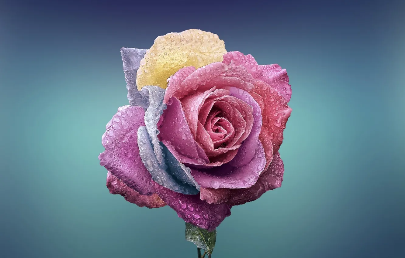 Photo wallpaper drops, Rosa, paint, rose, petals