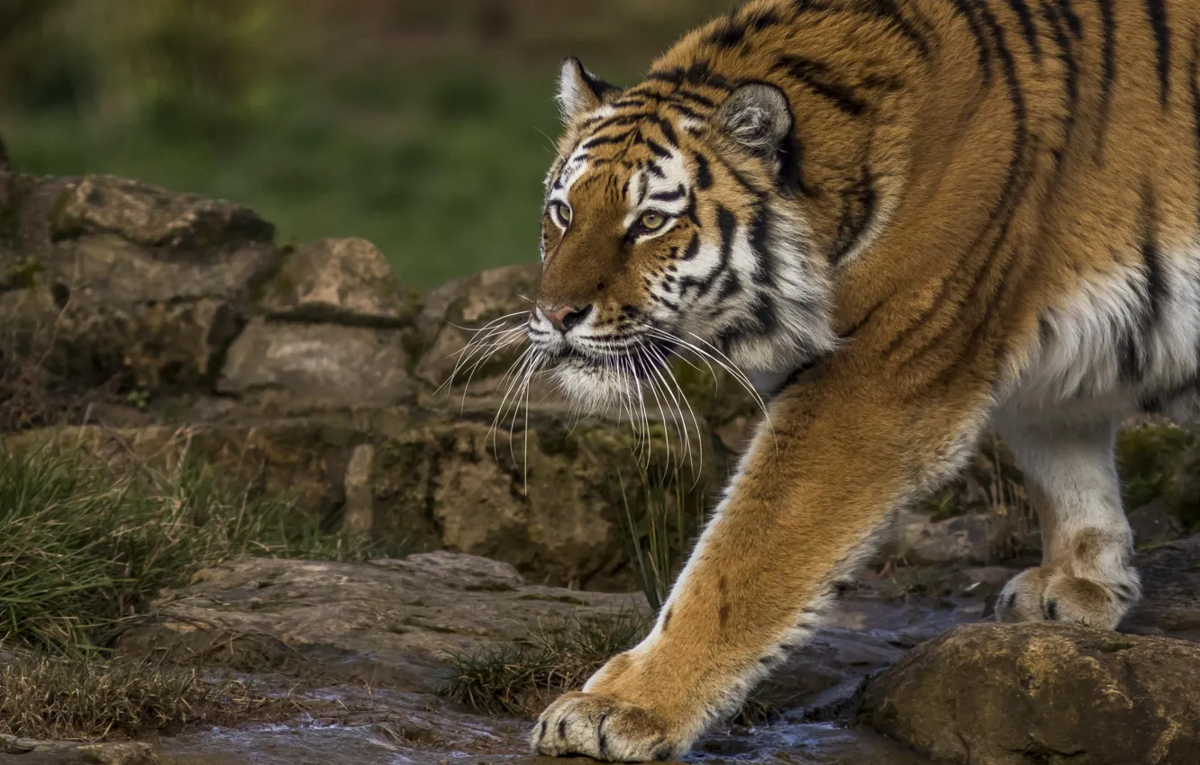 Photo wallpaper tiger, predator, paws