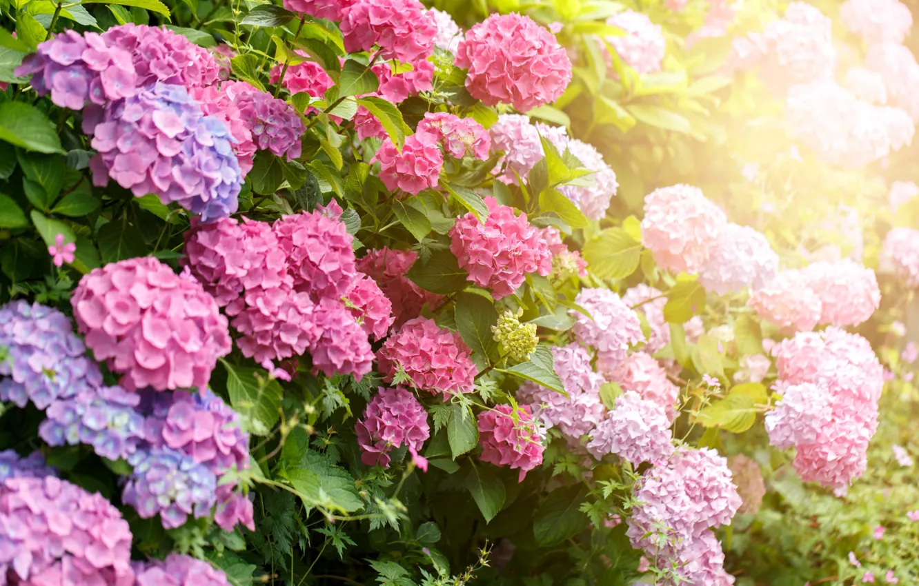 Photo wallpaper leaves, light, flowers, garden, pink, flowering, the bushes, lilac