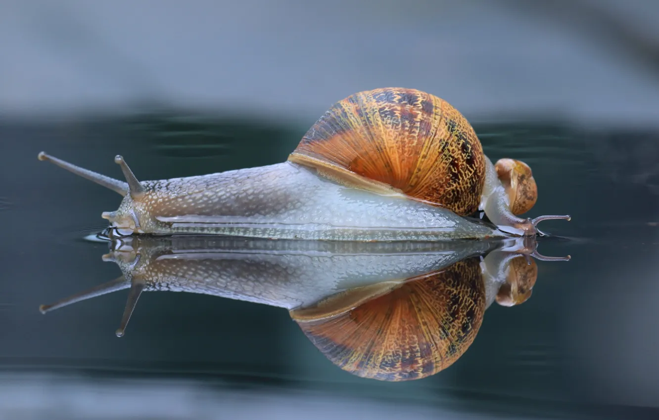 Photo wallpaper macro, reflection, snail, snails, cub