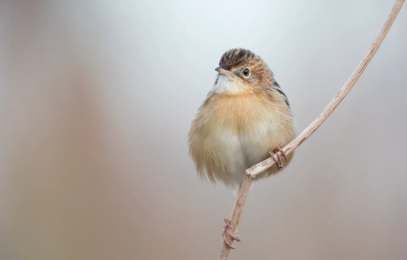 Photo wallpaper branches, bird, baby