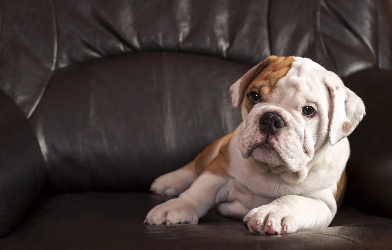 Photo wallpaper look, pose, legs, dog, chair, baby, puppy, lies