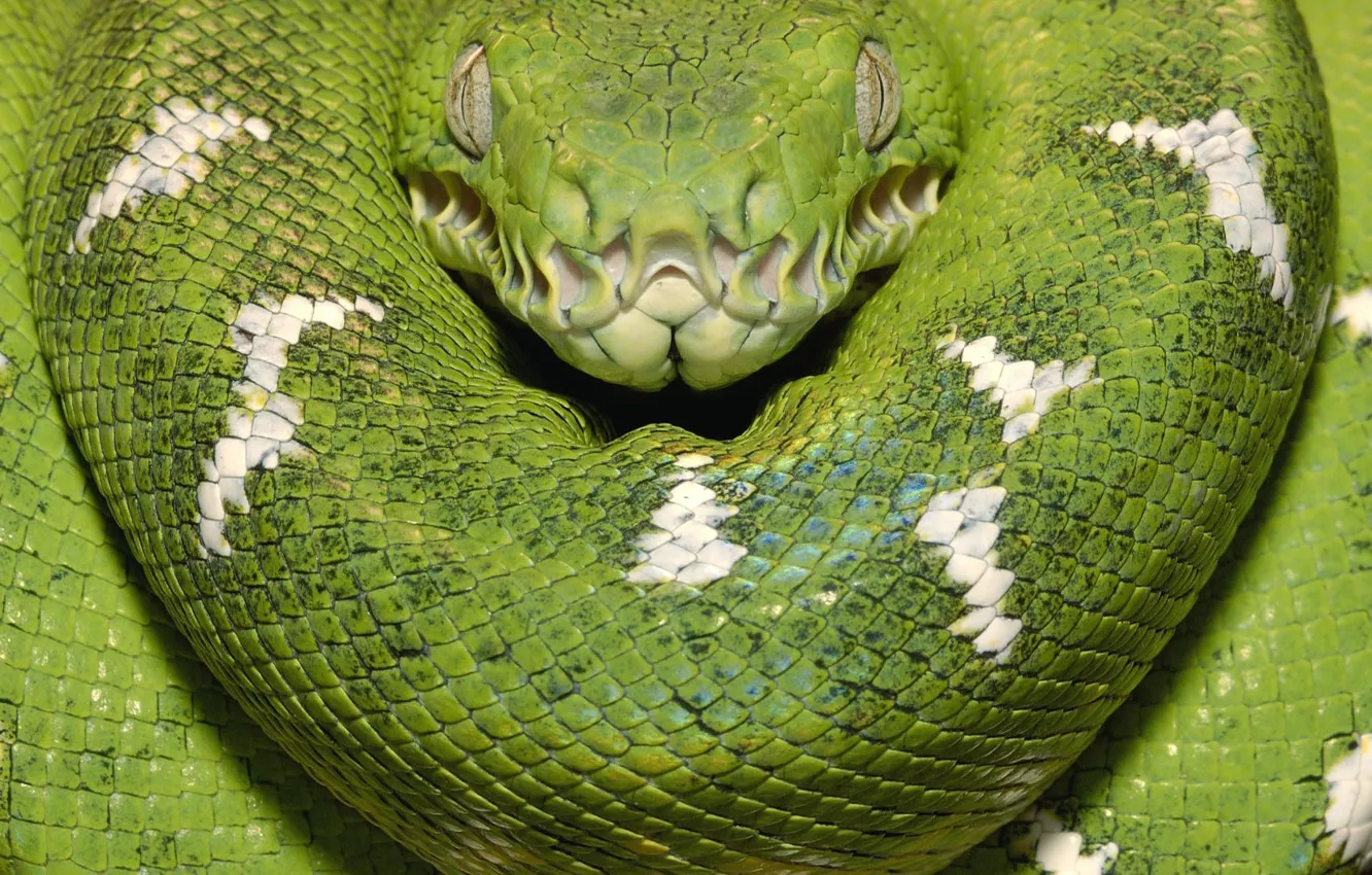 Photo wallpaper green, snake, Wood Boa