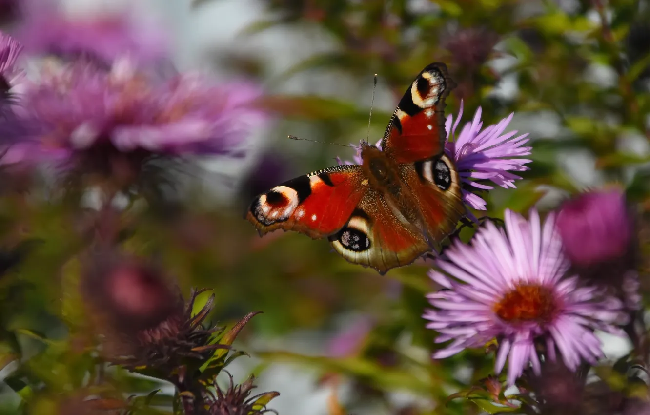 Photo wallpaper nature, butterfly, peacock