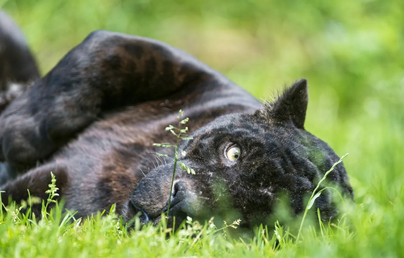 Photo wallpaper cat, grass, look, face, black Jaguar, ©Tambako The Jaguar