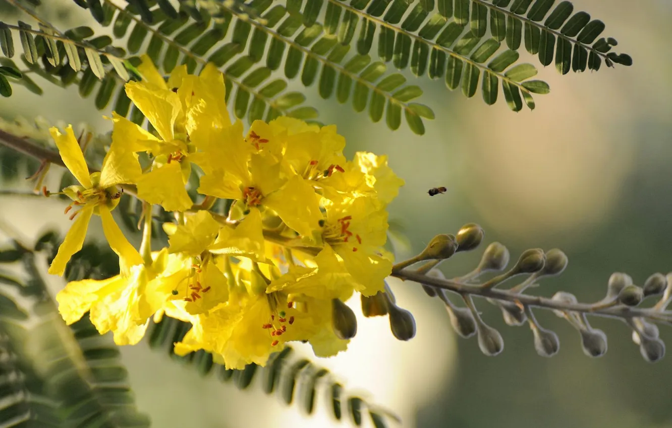 Photo wallpaper branch, flowering, acacia