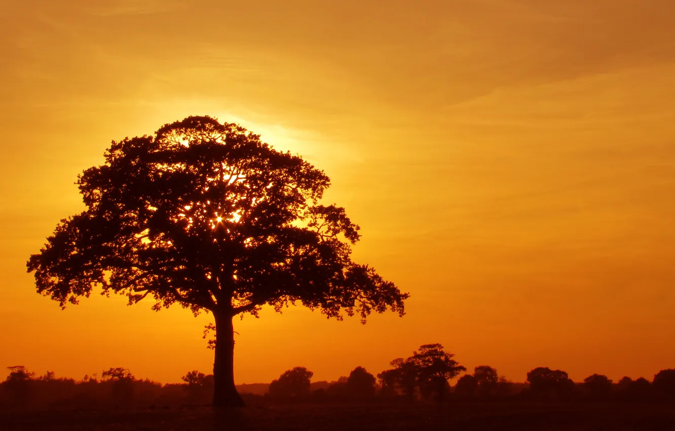 Photo wallpaper sunset, tree, crown