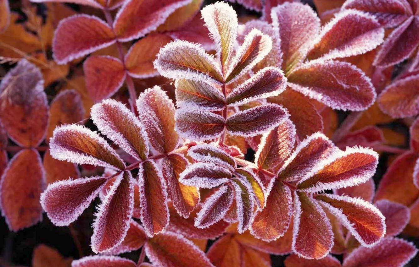 Photo wallpaper frost, macro, plant, frost