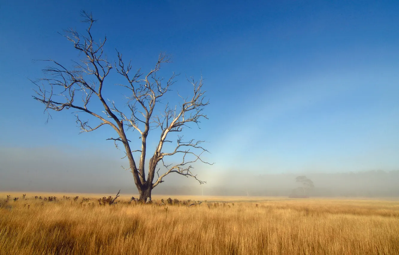 Photo wallpaper field, autumn, the sky, grass, trees, rainbow