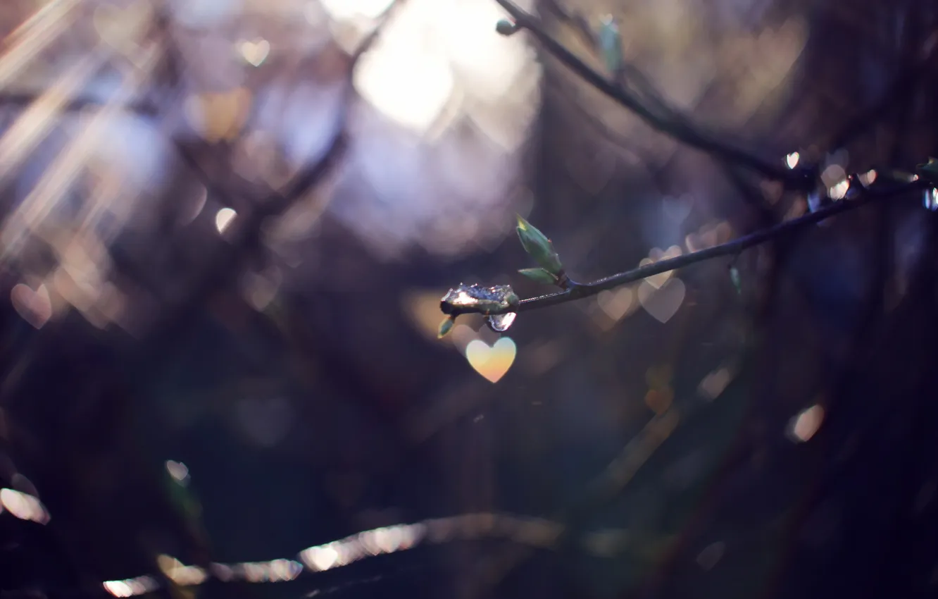 Photo wallpaper light, nature, branch