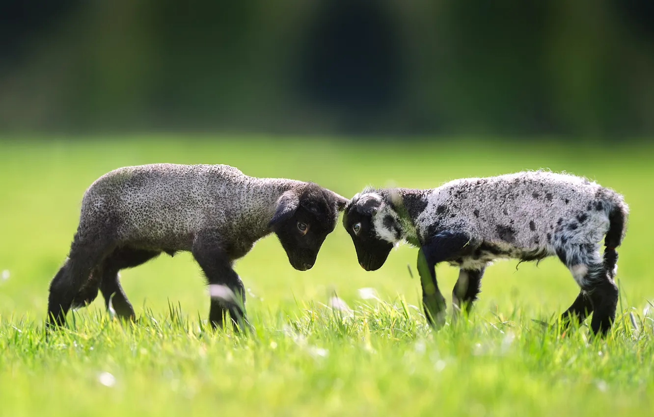 Photo wallpaper pair, lawn, lambs