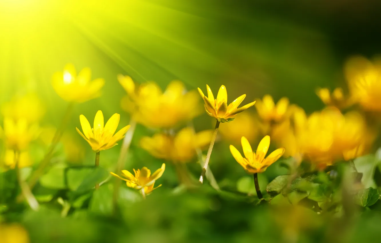 Photo wallpaper rays, flowers, petals, bokeh