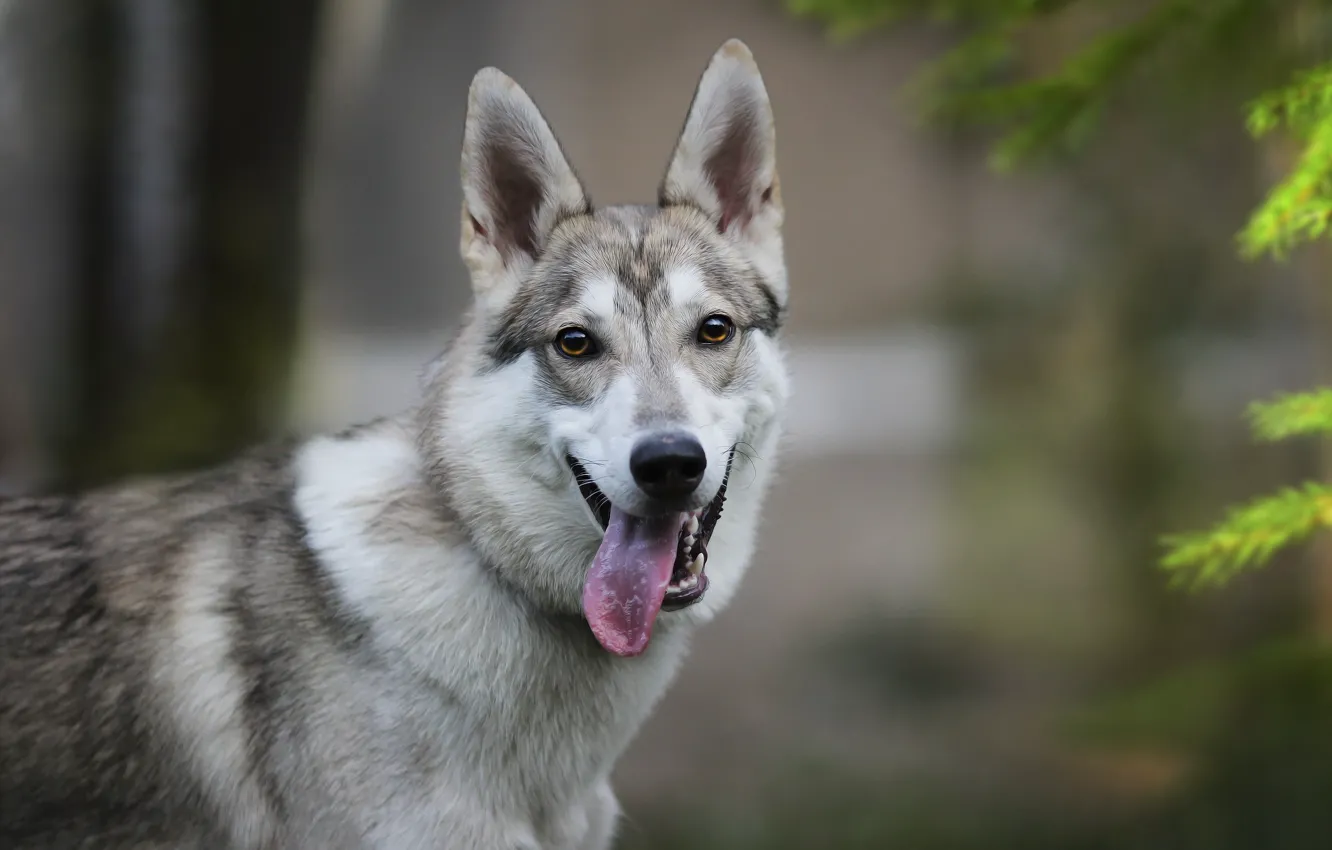 Photo wallpaper language, background, each, Laika