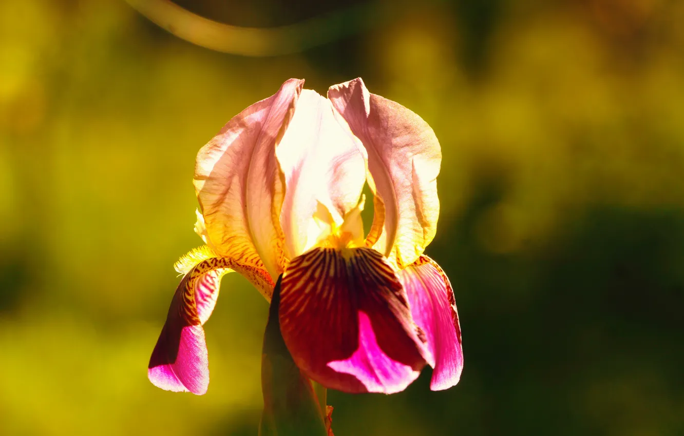 Photo wallpaper flower, blooming, Lilia