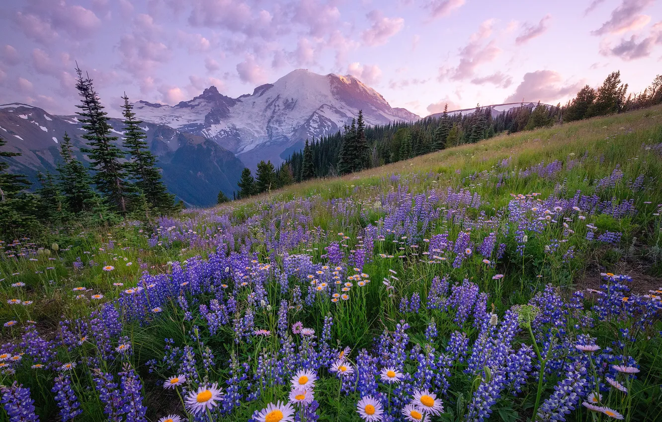 Photo wallpaper flowers, mountains, chamomile, lupins