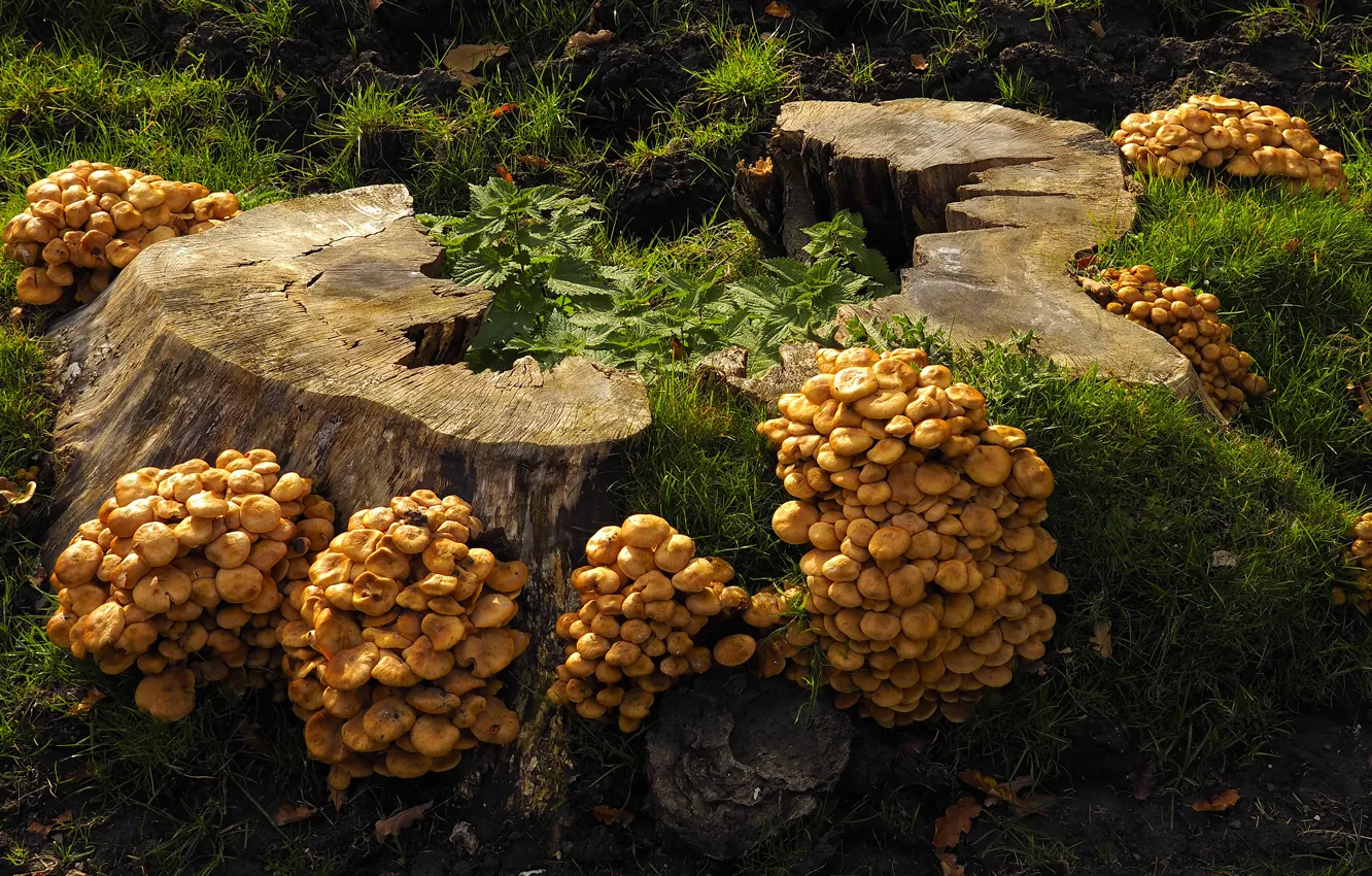 Photo wallpaper a lot, mushrooms, stump, family, grass, mushrooms, forest