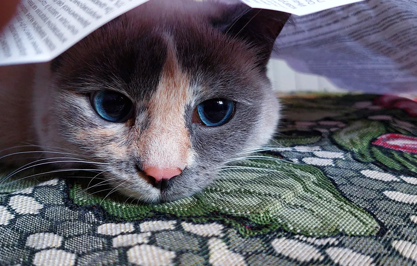 Photo wallpaper kitty, Marquis, pipetcavna