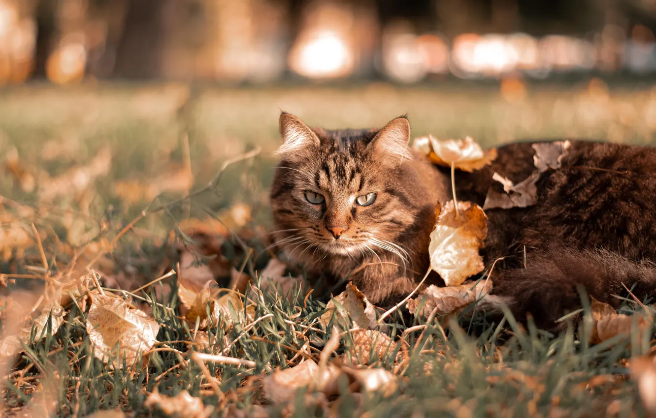 Photo wallpaper autumn, cat, cat, look, pose, foliage, face