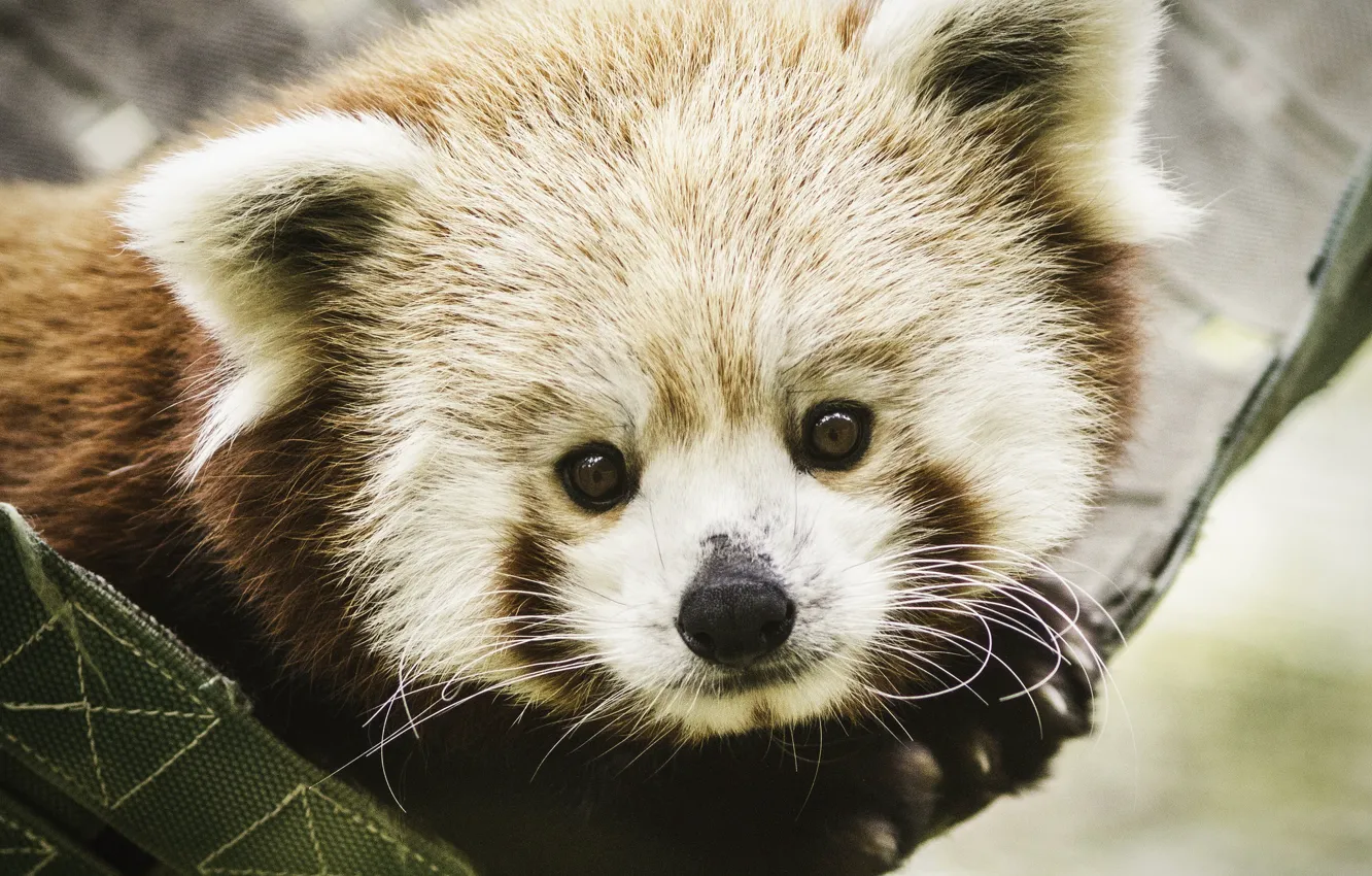 Photo wallpaper portrait, fur, red Panda