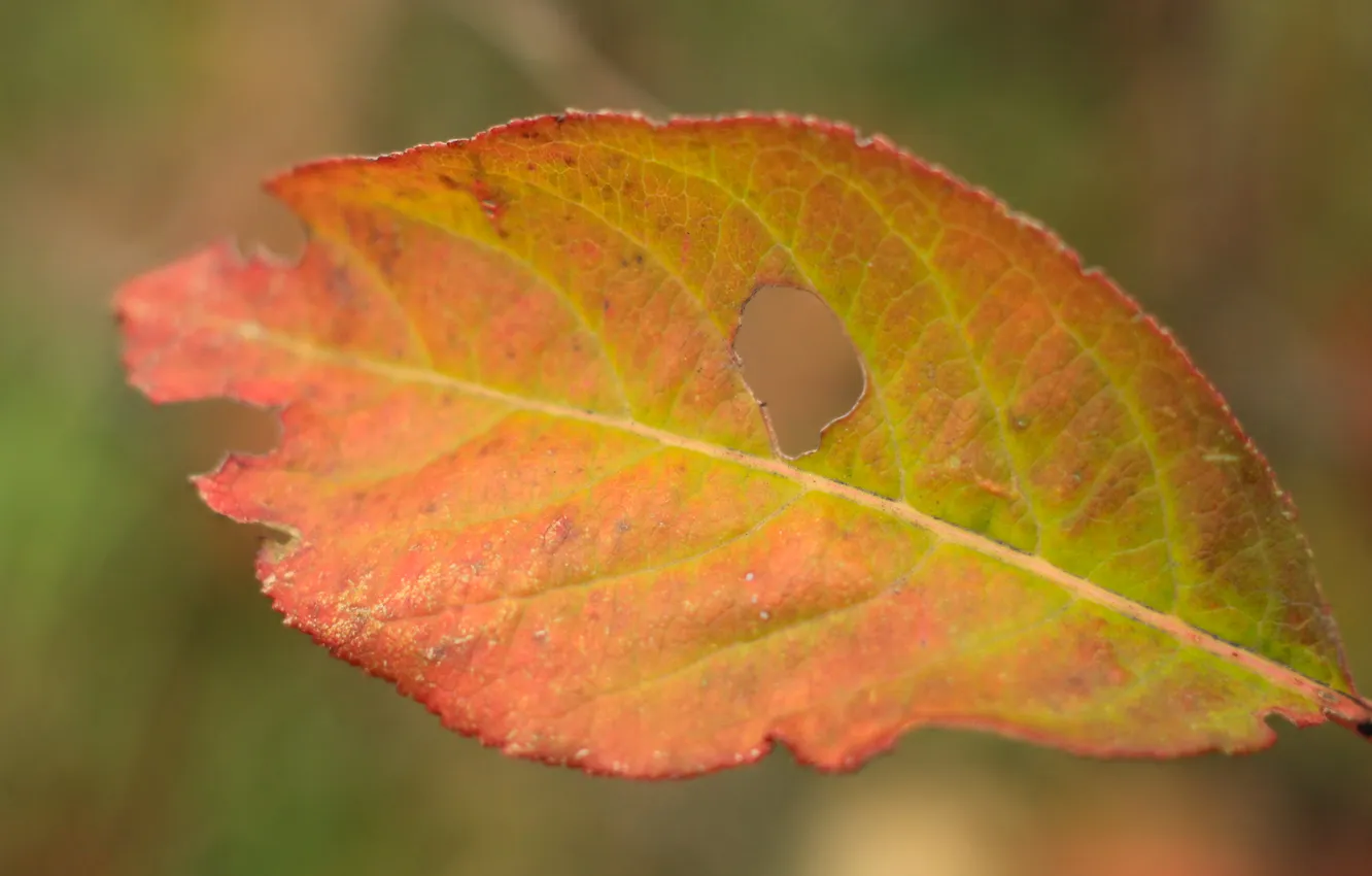Photo wallpaper autumn, color, leaf, plant, fall, twig