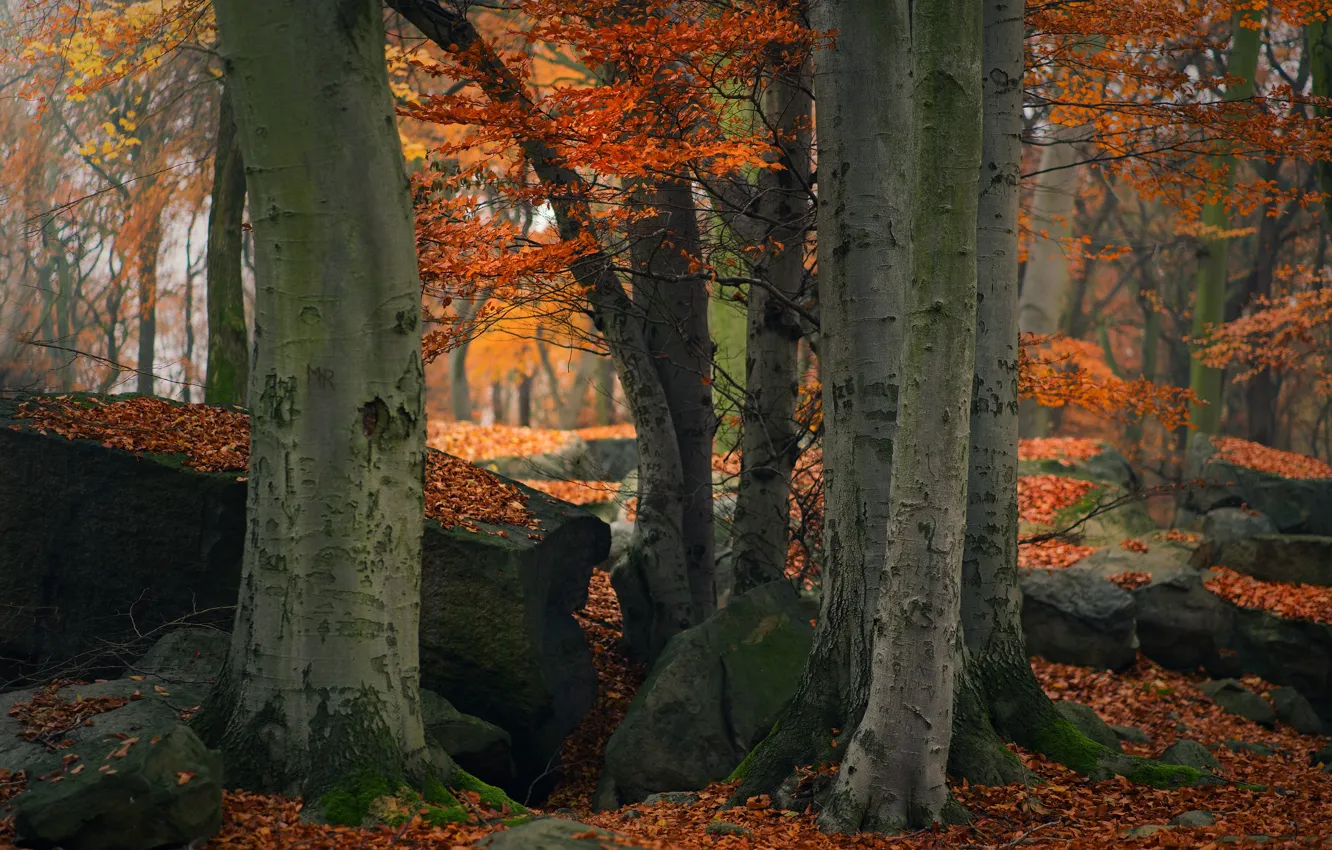 Photo wallpaper autumn, forest, trees, branches, stones, trunks, foliage, falling leaves