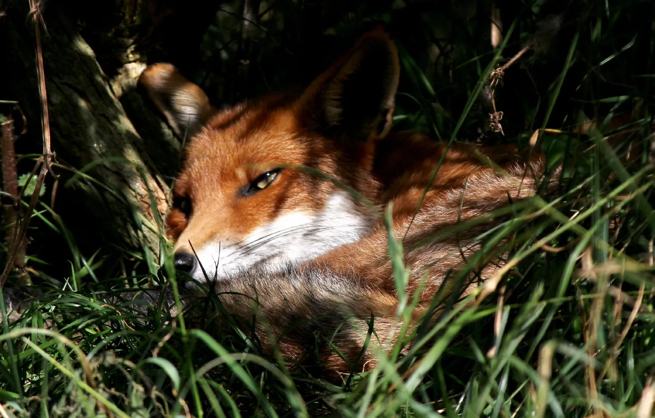 Photo wallpaper summer, nature, Fox