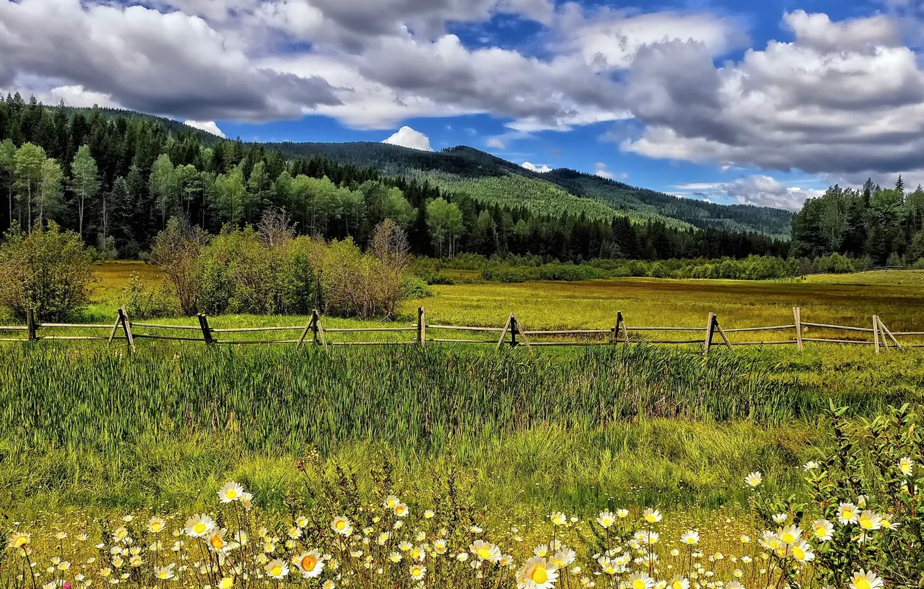 Photo wallpaper clouds, trees, flowers, mountains, the fence, chamomile, meadow