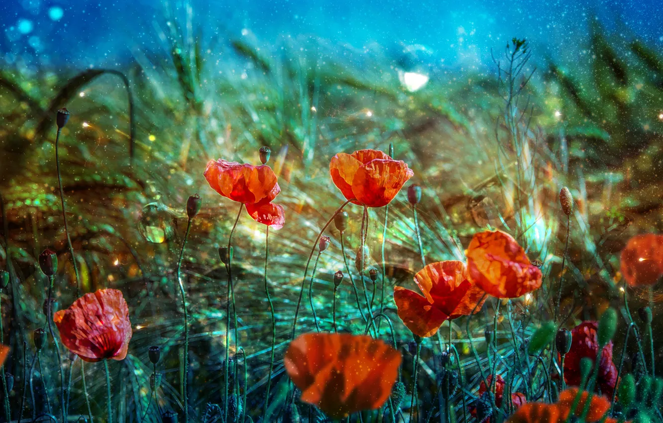 Photo wallpaper summer, grass, flowers, Maki, spring