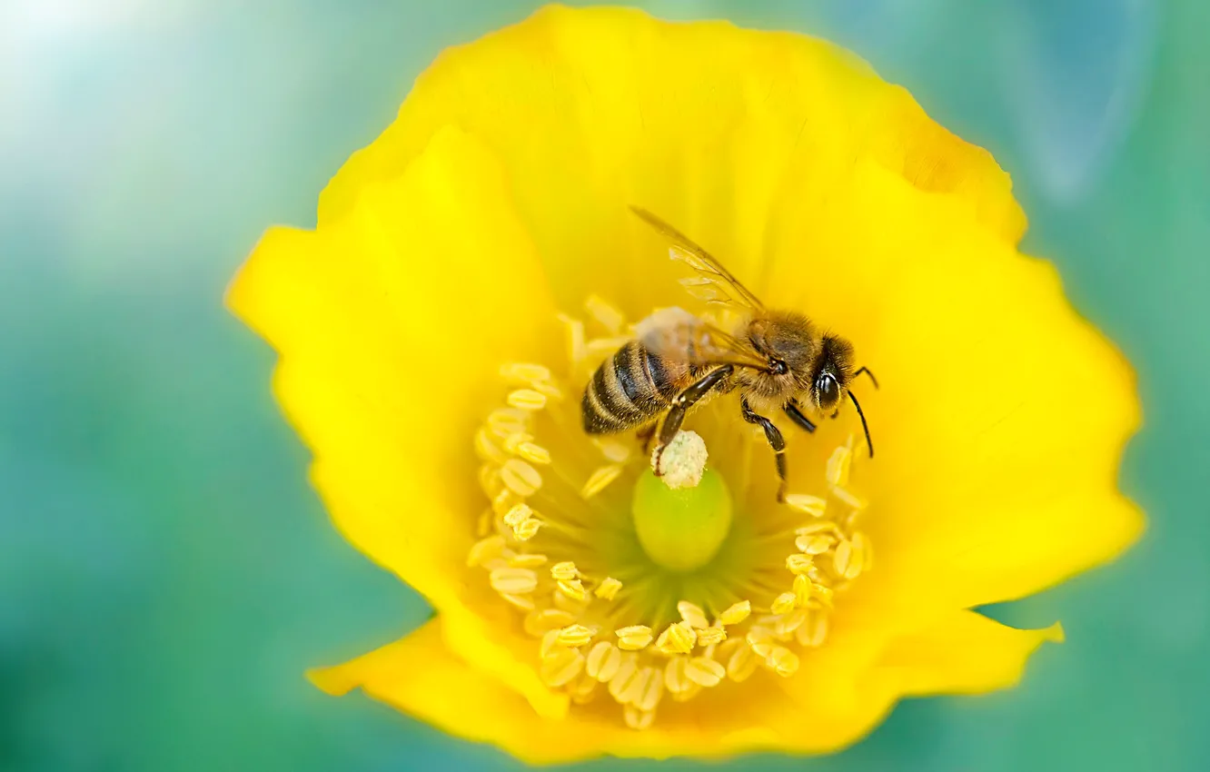 Photo wallpaper flower, macro, yellow, bee, background, Mac, blur, insect
