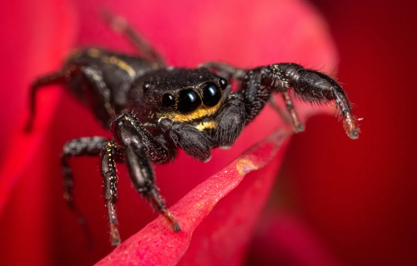 Photo wallpaper look, macro, flowers, red, black, spider, jumper, spider