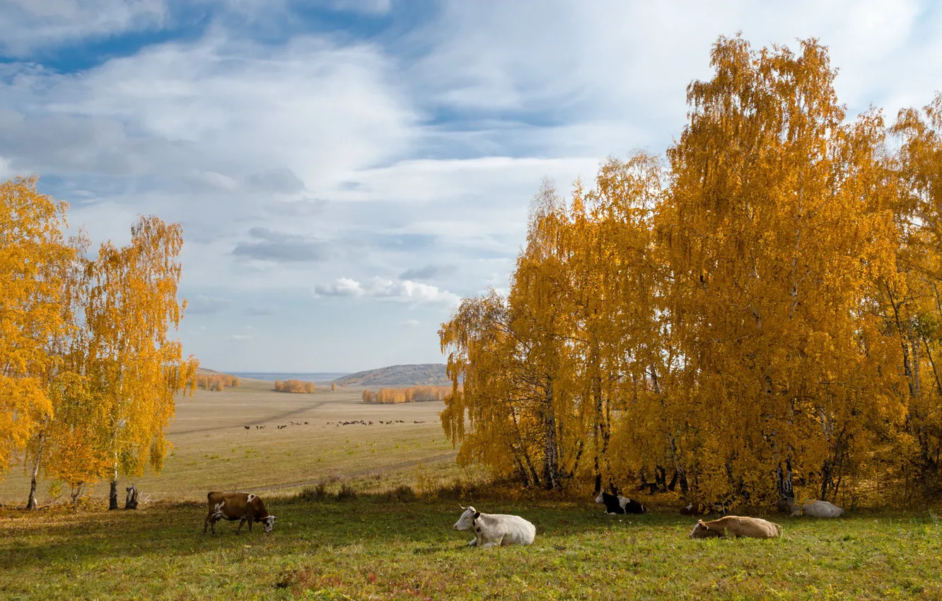 Photo wallpaper field, autumn, cows