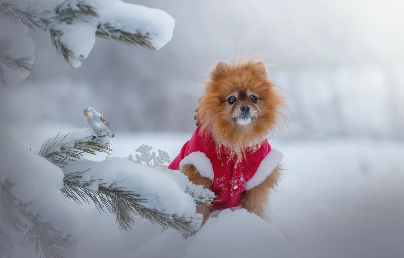 Photo wallpaper winter, snow, branches, dog, face, doggie, Pomeranian