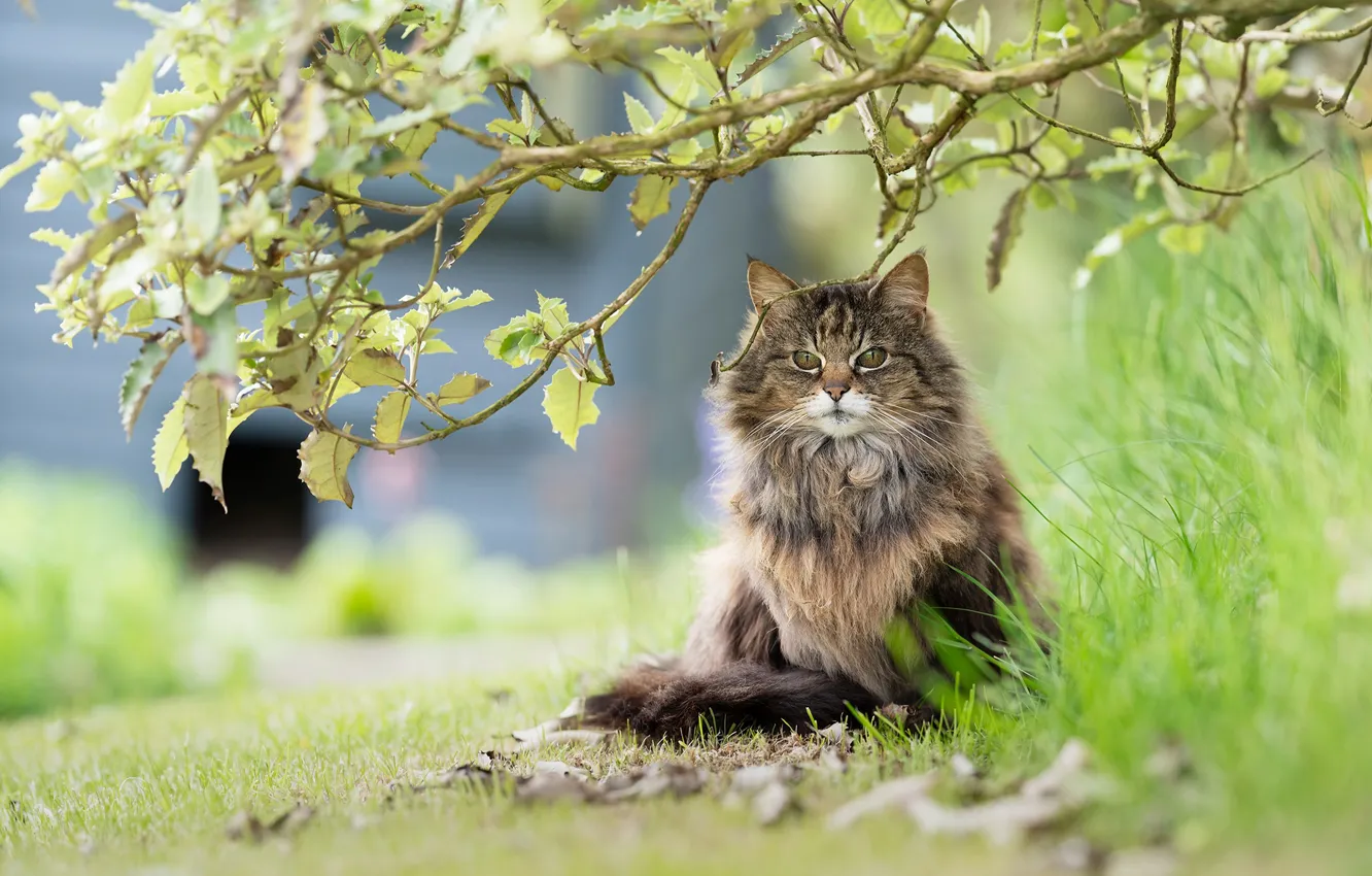 Photo wallpaper grass, cat, trees, nature