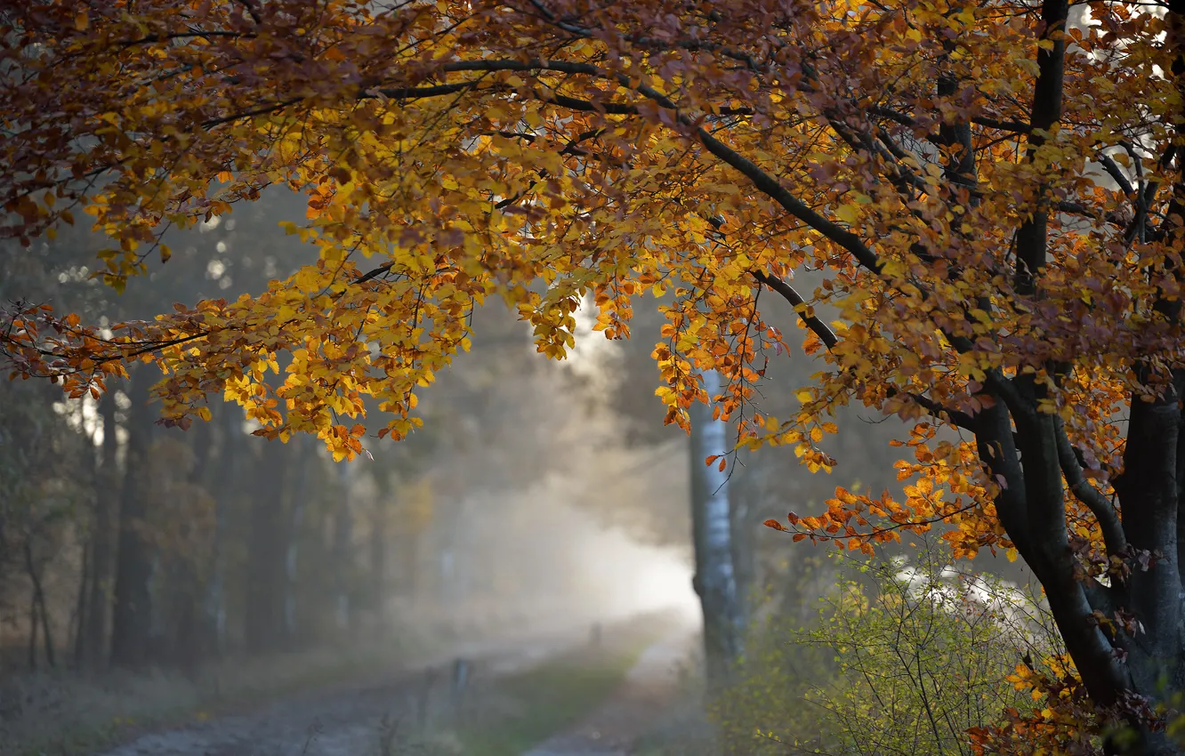 Photo wallpaper autumn, trees, nature, foliage, morning