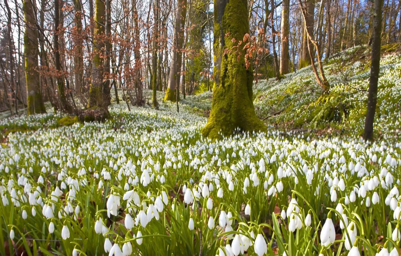 Photo wallpaper forest, the sky, trees, flowers, nature, glade, spring, snowdrops