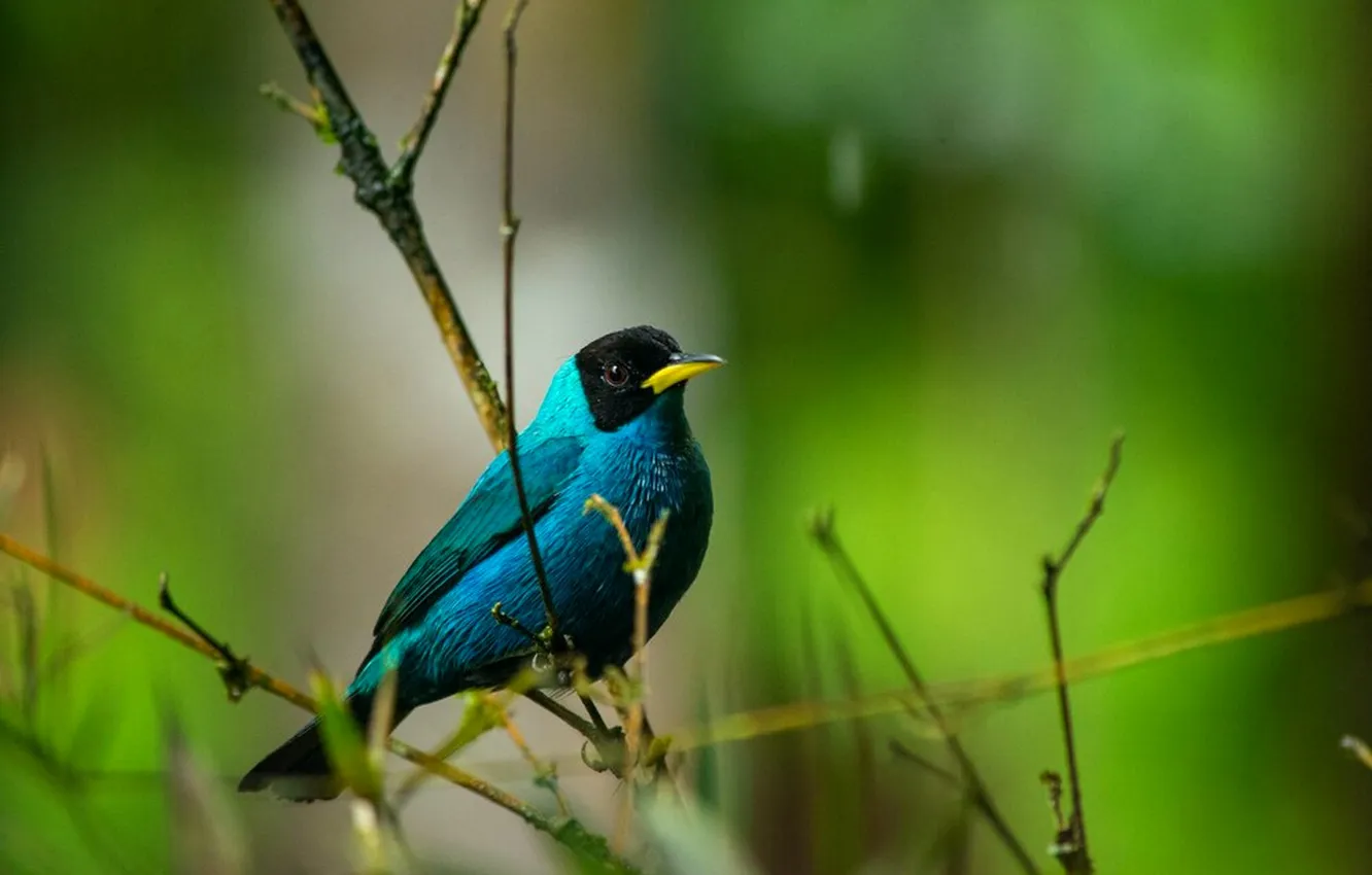Photo wallpaper sprig, microsemi, bird, beautiful, bright color