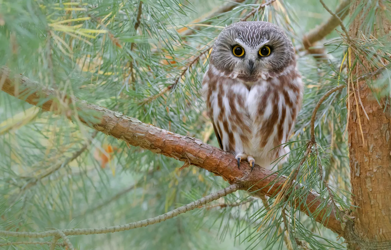 Photo wallpaper branches, bird, needles, owl