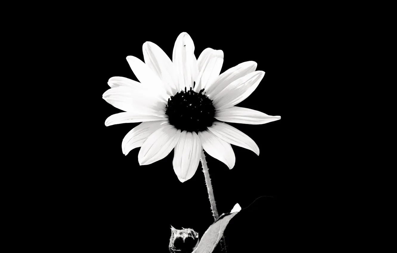 Photo wallpaper photo, chamomile, petals, black background, h\b