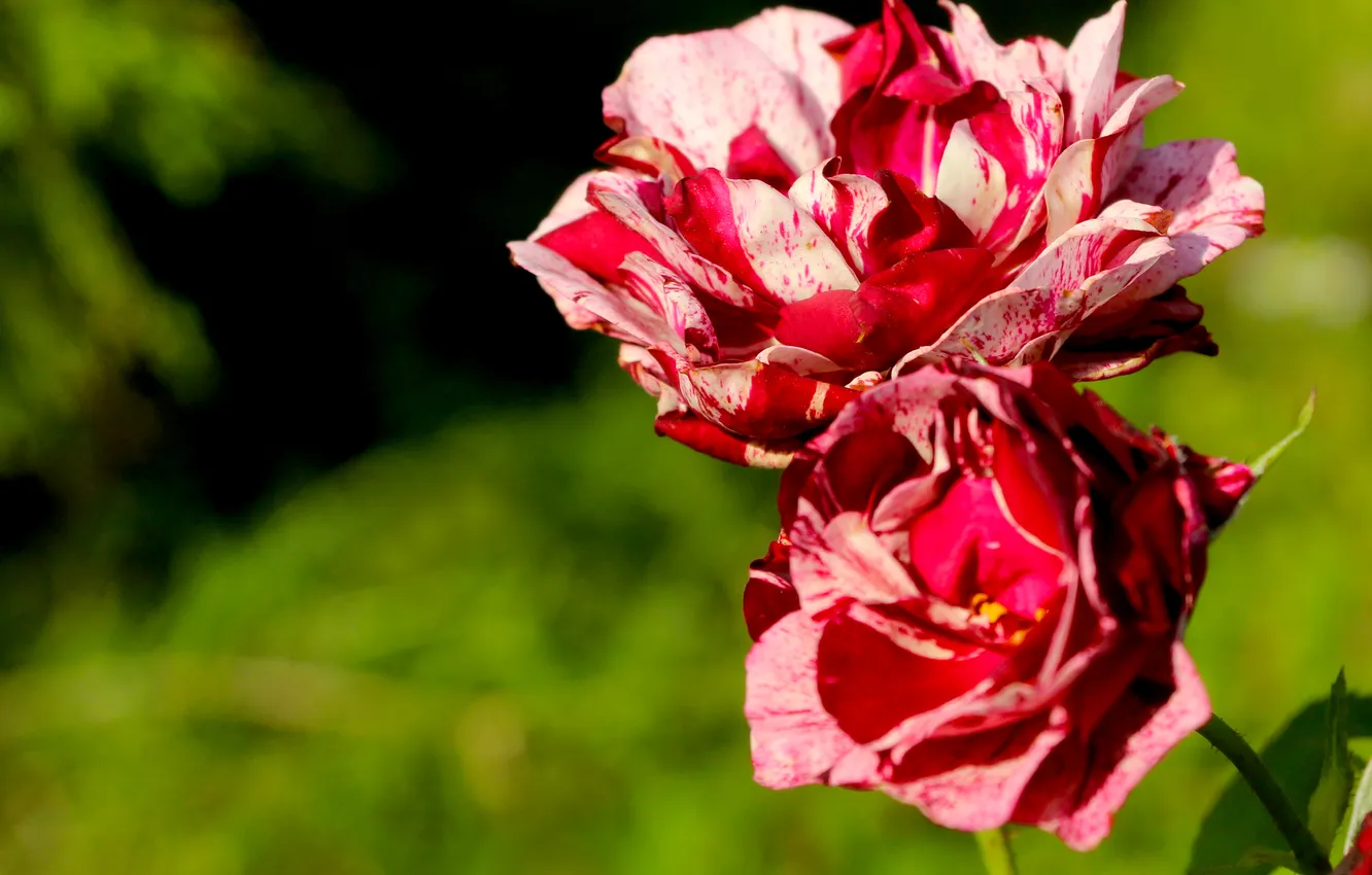Photo wallpaper red, pink, roses, blooming