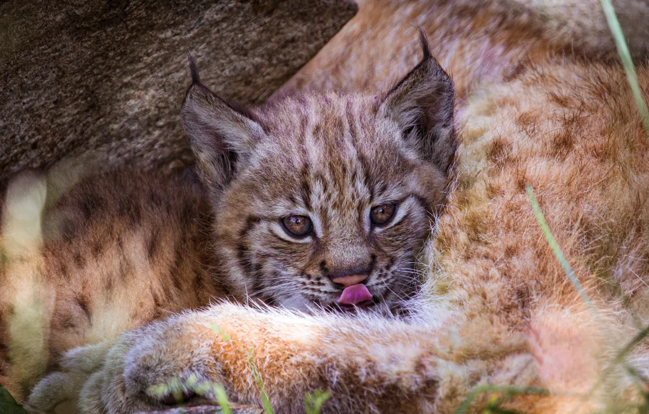 Photo wallpaper language, cub, lynx, face, lynx, mom, a small lynx