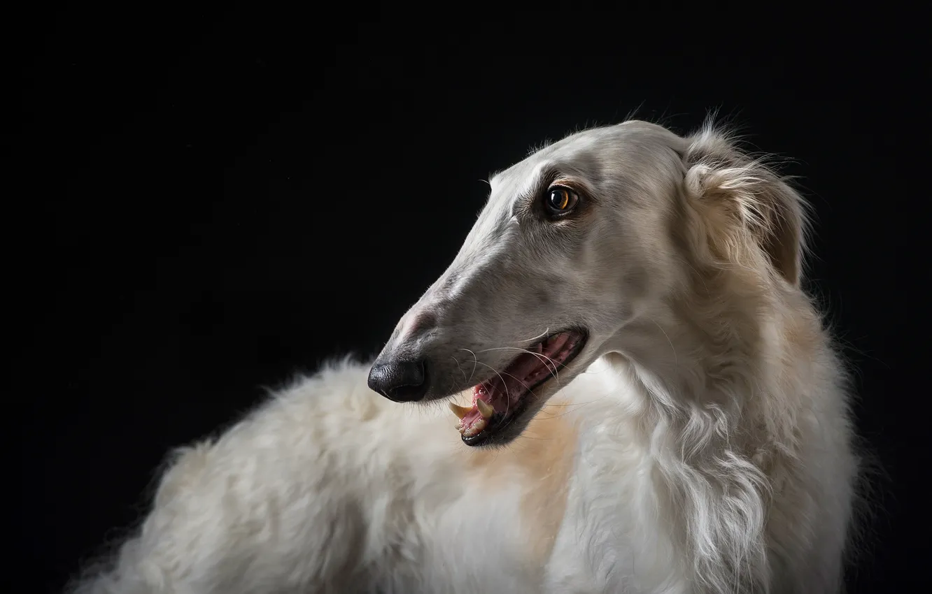 Photo wallpaper face, dog, teeth, Savannah