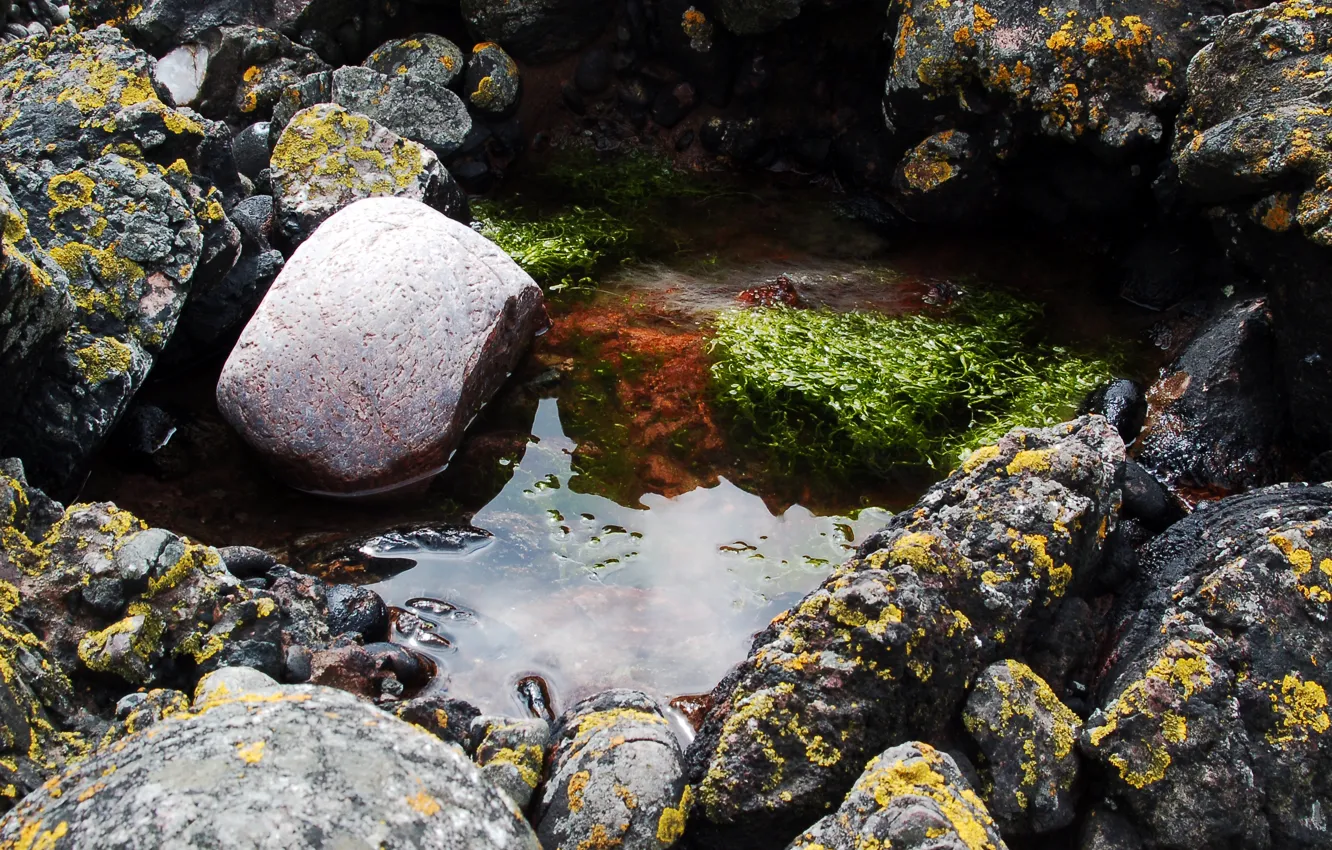 Photo wallpaper water, algae, Rocks, reflections reflections