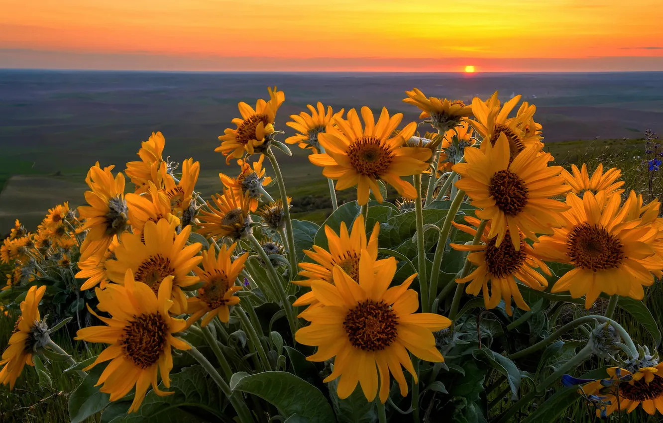 Photo wallpaper sunset, Valley, sunflowers