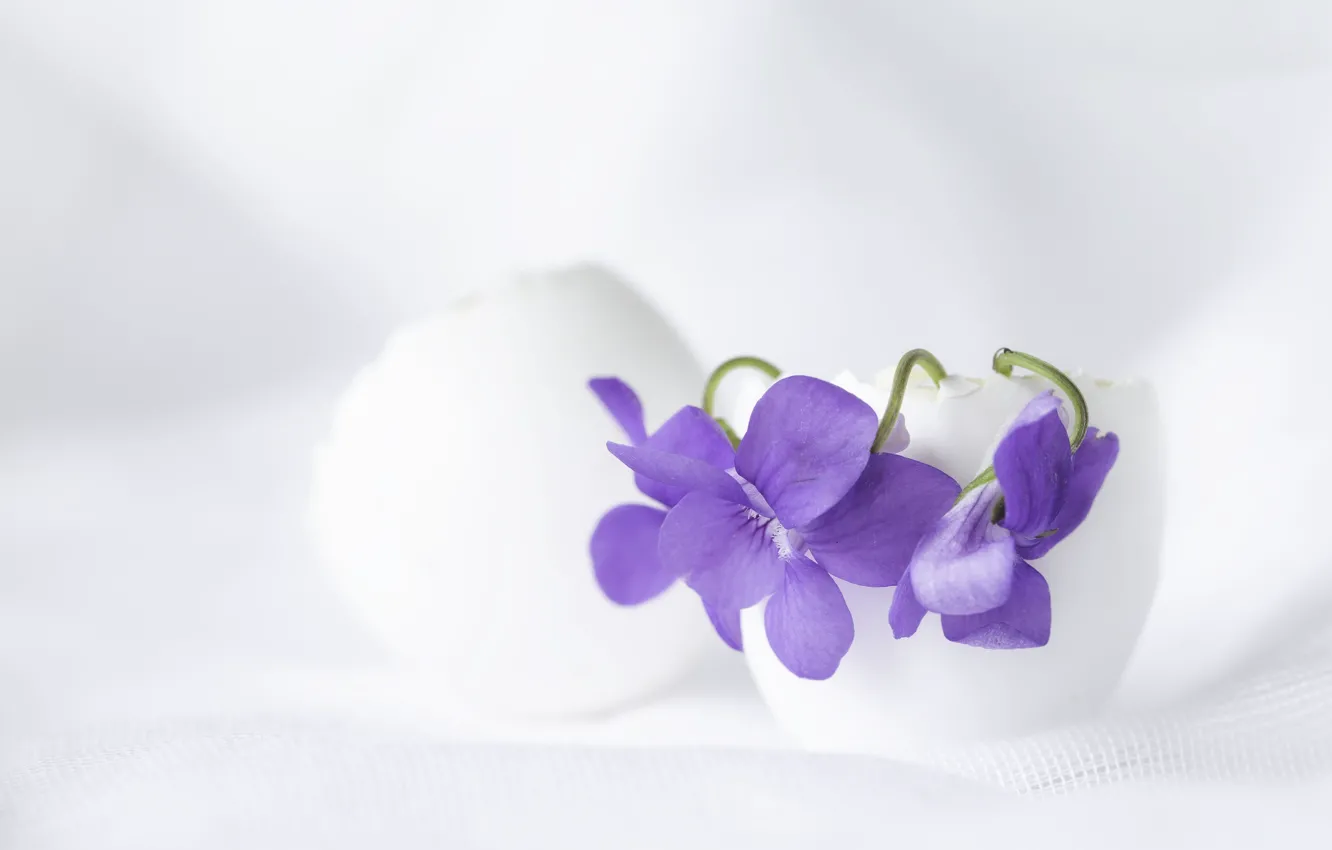 Photo wallpaper flowers, Pansy, composition, violet