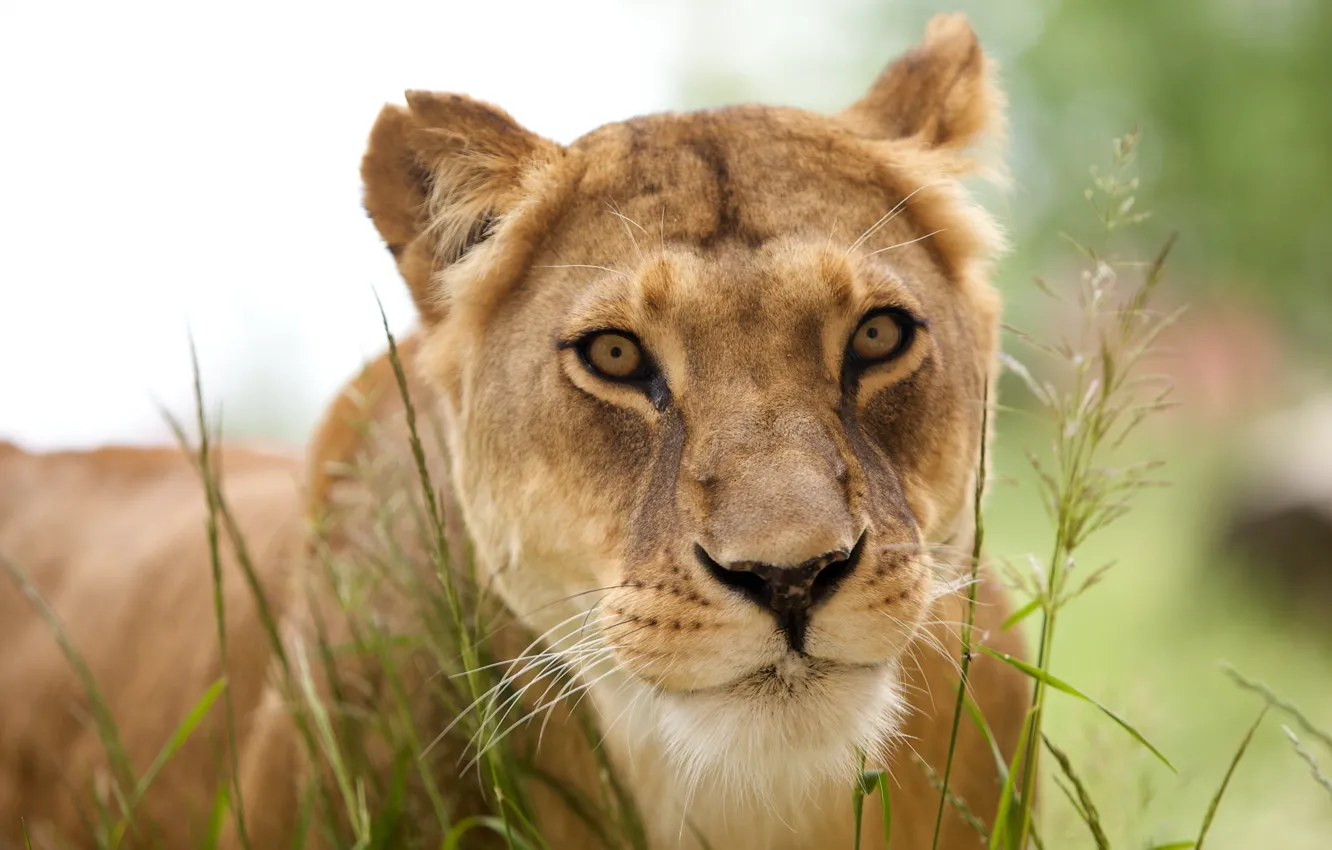 Photo wallpaper animal, predator, Leo, lioness, Predator, animals, lion