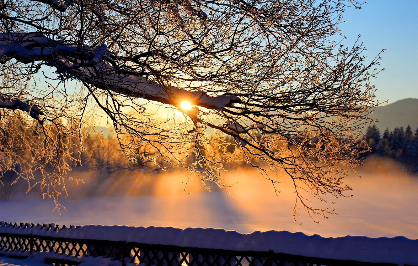 Photo wallpaper the sky, the sun, snow, branches, tree, Winter