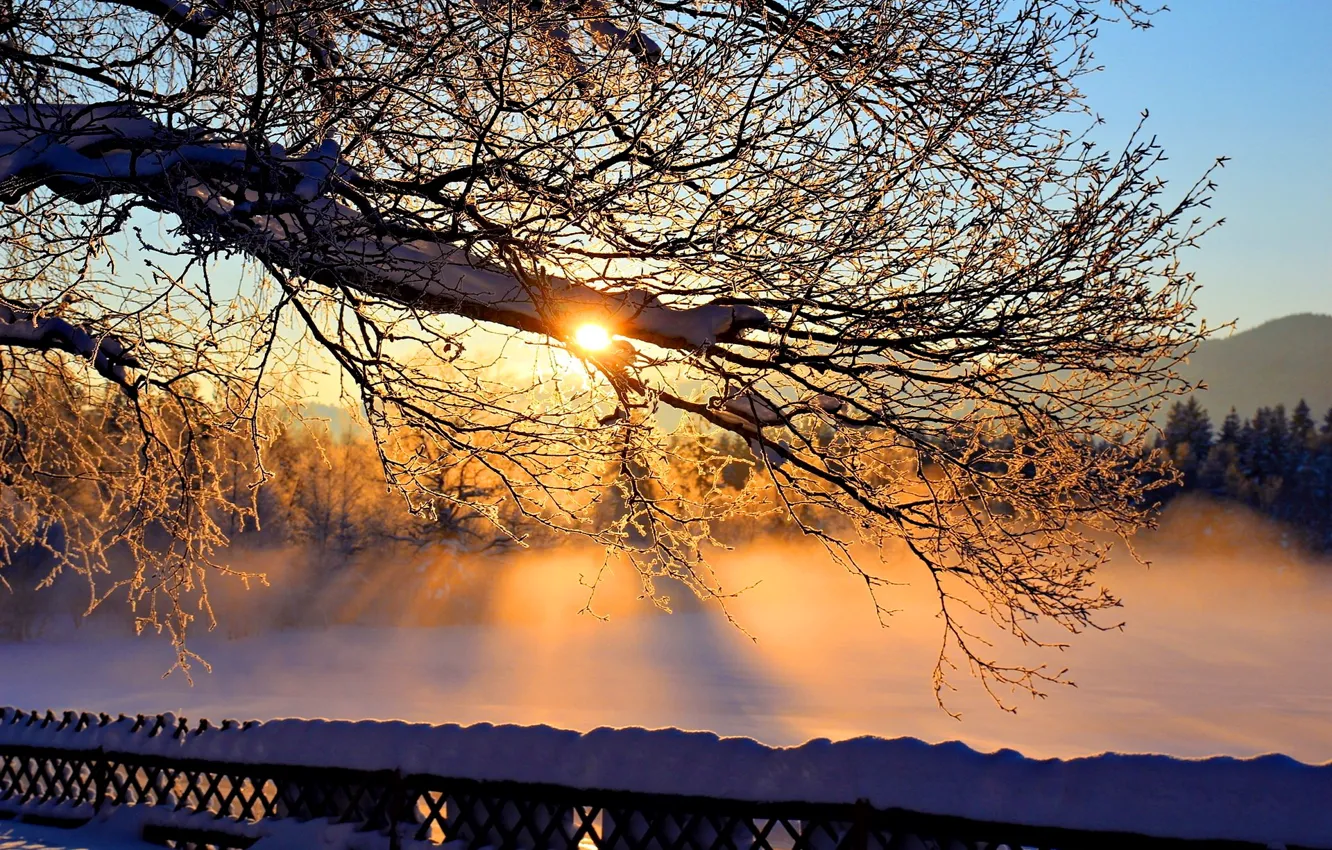 Photo wallpaper winter, the sky, the sun, snow, trees, branches