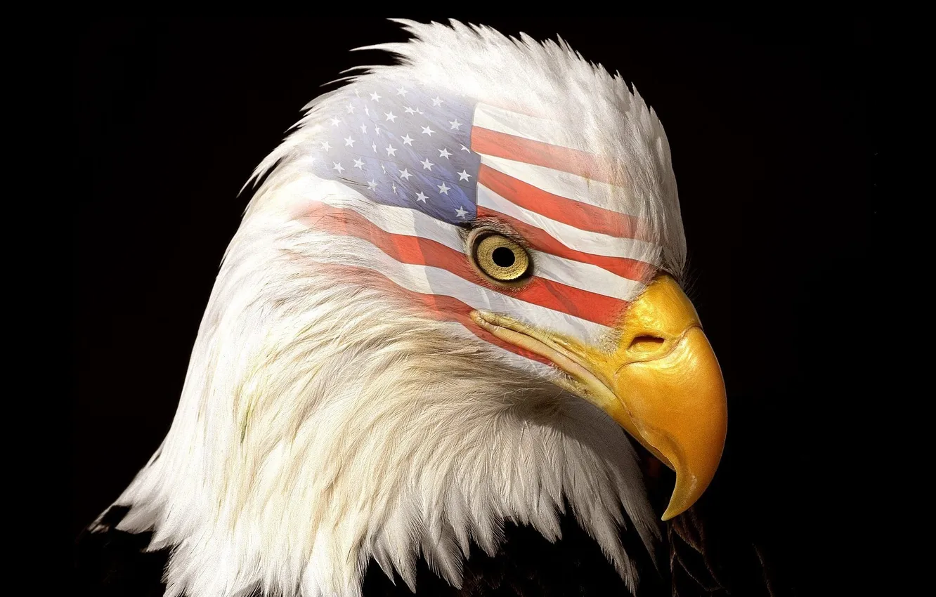 Photo wallpaper background, eagle, black, head, feathers, beak, flag, USA